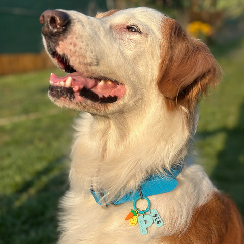 IdentiTag Chapa identificativa personalizada para perros con nombre en bajo relieve, número de teléfono visible y charms intercambiables como emojis, rayos o iconos NFC. Diseño moderno, ideal para perros con estilo WOD3D