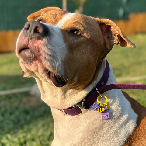 IdentiTag Chapa identificativa personalizada para perros con nombre en bajo relieve, número de teléfono visible y charms intercambiables como emojis, rayos o iconos NFC. Diseño moderno, ideal para perros con estilo WOD3D